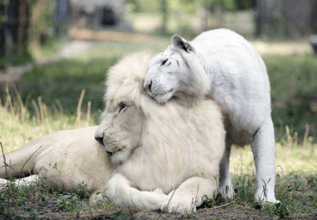 White Lion og White Tiger hadde babyer sammen, og de er de mest bedårende tingene på jorden