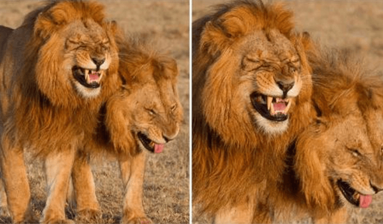 Lion Duo fanget på kamera fnisende i Masai Mara nasjonalpark, Kenya