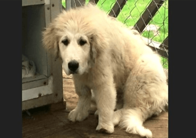 Forsømt Great Pyrenees-valp med deformert pote får en ny sjanse