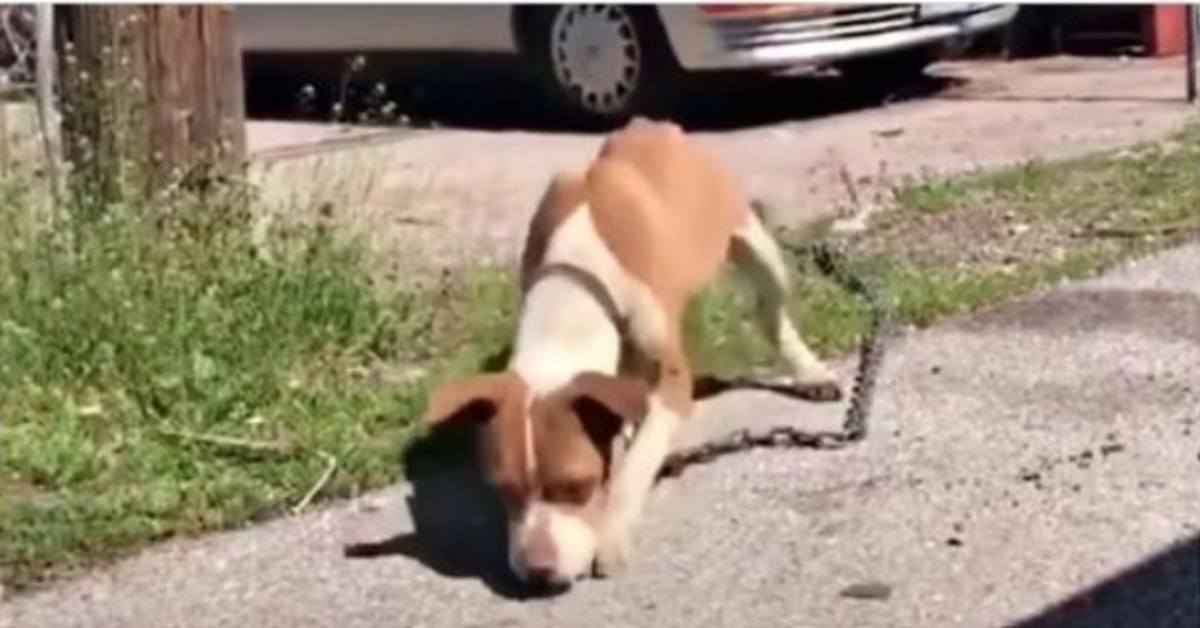 Stray drar rundt den magre kroppen hennes med en kjede som er tung nok til å taue en bil