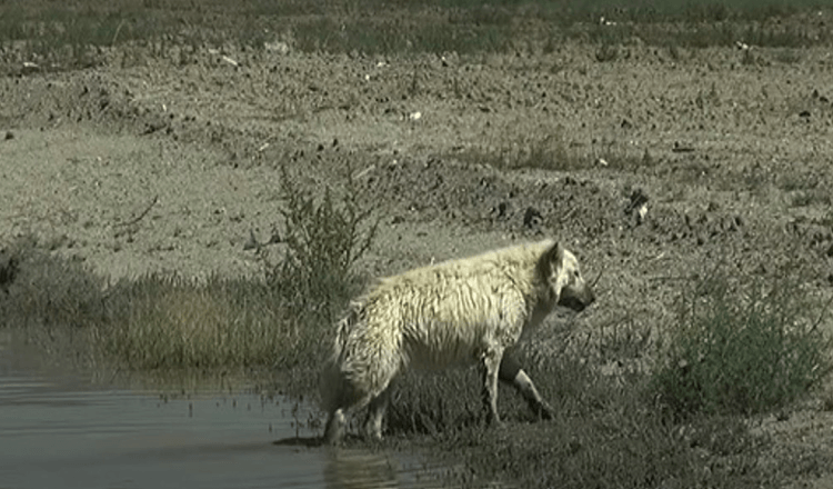 White German Shepherd Abandoned In The Desert fordi ingen vil ha ham