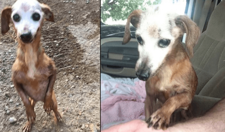 Mann redder gammel hund fra motorveien, men kona hans forteller ham at de ikke kan beholde den