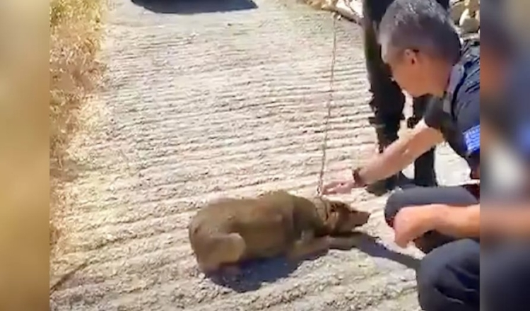 Hund som har brukt hele livet sitt på en kjede, kan nå bare gå i sirkler