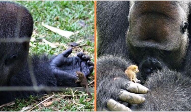 Stor gorilla danner hjertevarmende vennskap med en liten buskbaby