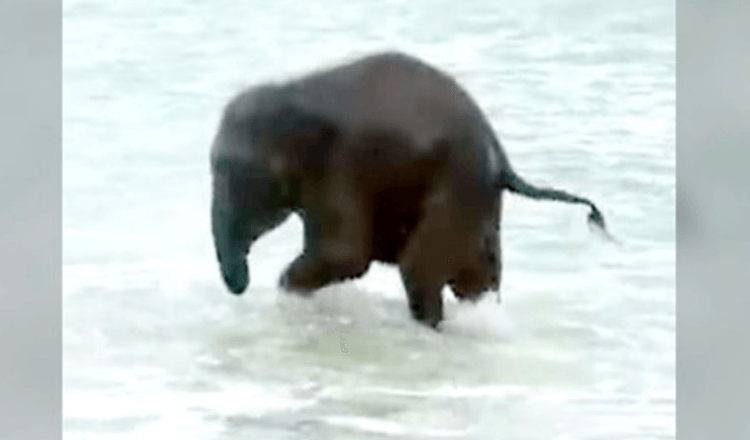 En elefantunge ser havet for aller første gang og har den BESTE reaksjonen