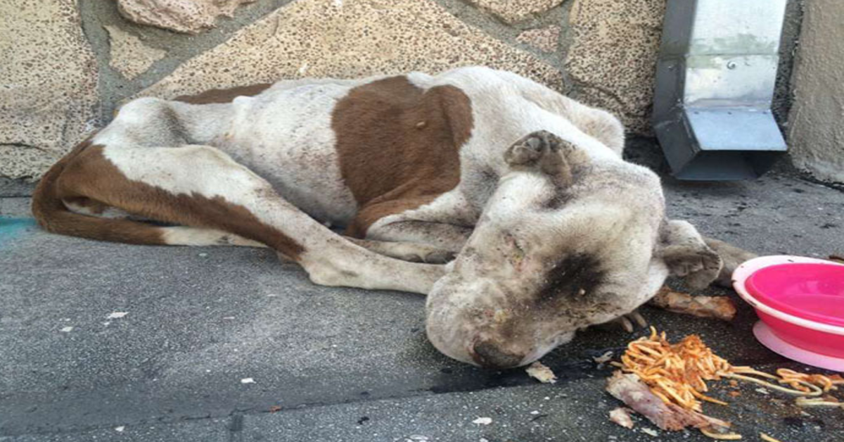 Sulten hund funnet døende på et fortau får litt kjærlighet, og det er vanskelig å tro at det er den samme hunden