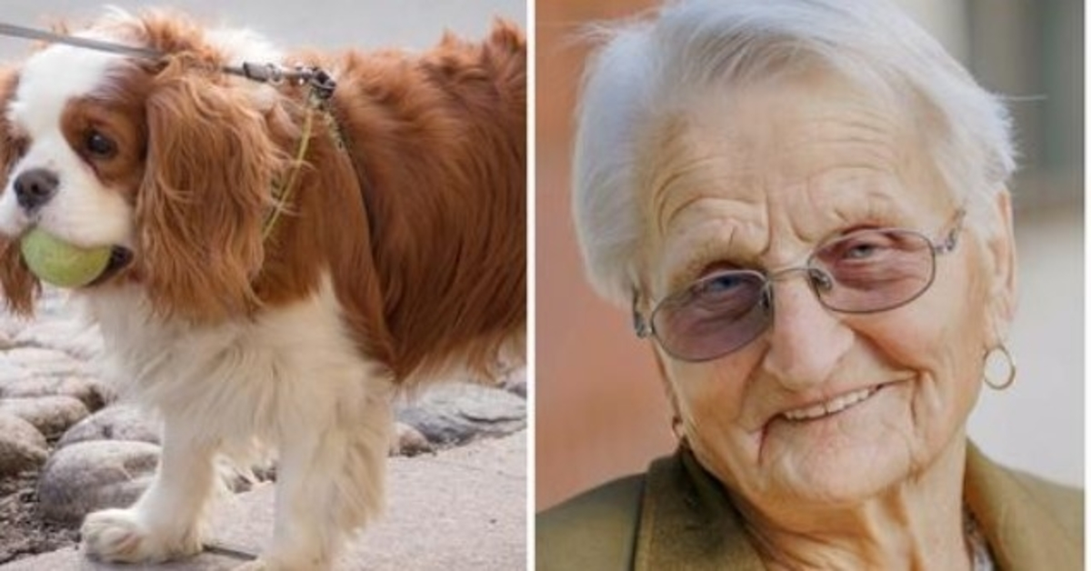 93 år gammel kvinnes lille spaniel savnet i 2 dager, så hun ringer politiet i tårer