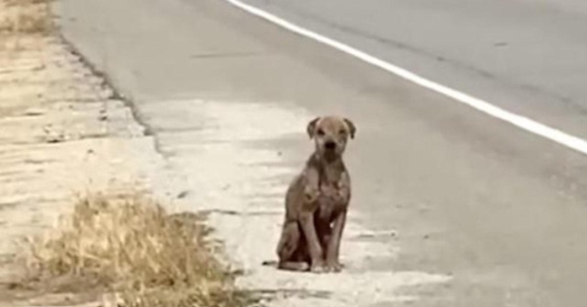 Redd og trist hund som sitter ved siden av veien og savner den skinnende frakken sin på jakt etter kjærlighet