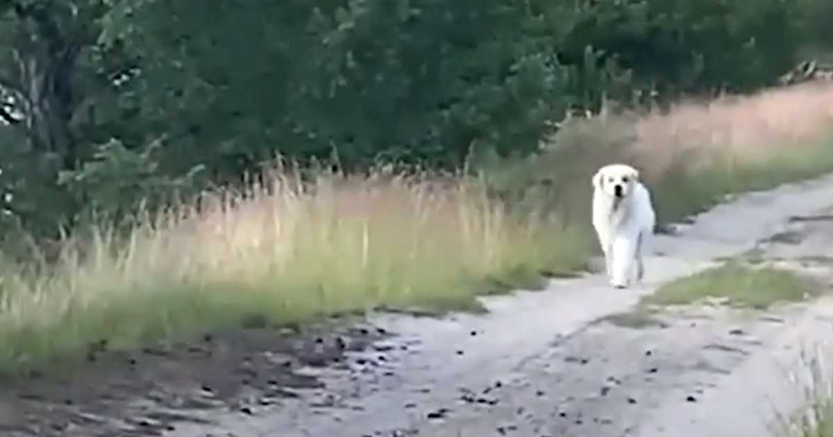 De mister håpet om å finne kjæledyret sitt når en stor hvit hund dukker opp i veien